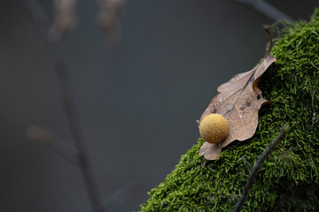 Galls or cecidia are a kind of swelling growth on the external tissues of plants, fungi, or animals. They can be caused by various parasites, from viruses, fungi and bacteria, to other plants, insects