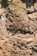 Red rock crab crawling on lava stones on ocean shore, La Palma island, Canary, Spain