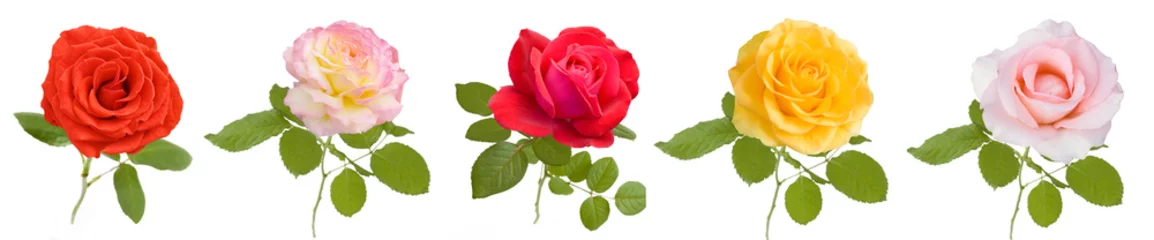 Fotobehang Mooie rode, roze, gele, crème roos set geïsoleerd op een witte achtergrond © lesslemon