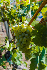 Vineyard with growing white wine grapes, riesling or chardonnay grapevines in summertime