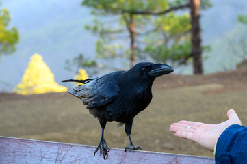 Fototapeta premium Smart Black Canary Crow or Raven bird, eating from men hand on forest bench in Caldera de Taburiente, La Palma island, Canary, Spain