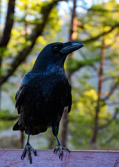 Smart Black Canary Crow or Raven bird, not afraid of people, on forest bench in Caldera de Taburiente, La Palma island, Canary, Spain