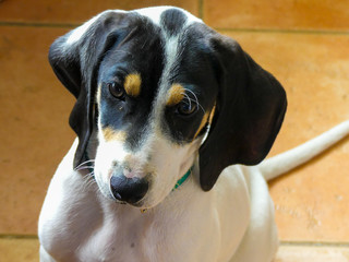 cute portrait of a puppy ariegeois French southern dog a breed developed for hunting