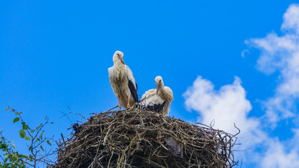 Two storks sits in the nest on blue sky background. Countryside landscape. Ecological, animal and family concept.