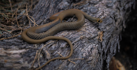 Brown Snake on a Tree in Australia