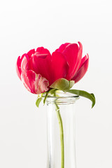 Fototapeta premium fresh peony flower on the white background
