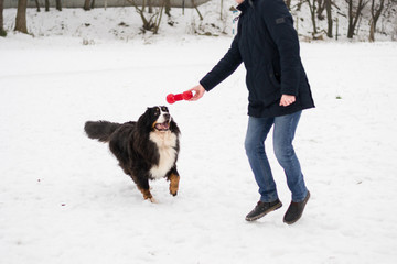Active large dog is playing and running with it's owner with red chewing toy outdoors in winter sunny day. Concept of friendship, training, dressing, walking, healthy lifesrtyle.