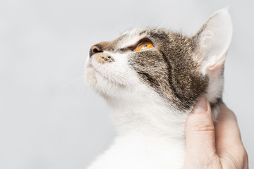 Portrait of a non-native cat, head close-up.