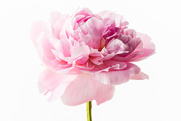 fresh peony flower on the white background © Maksim Shebeko