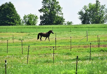 Naklejka premium Horse Walking in Pasture