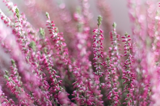 Close up of pink heather flowers with selective focus