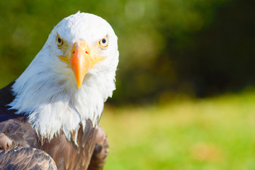 Weißkopfseeadler portrait