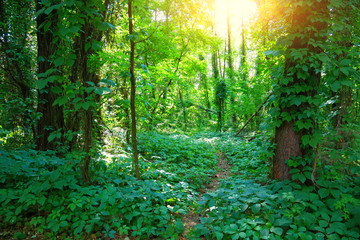 Path in Beautiful Scenic forest