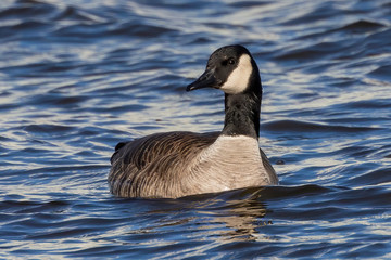 Goose. Canada goose swimming on the river in Wisconsin.