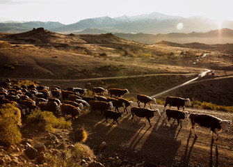 Cows, Livestock industry, Traditional Cattle herding in the Andes mountains, Patagonia, at sunset