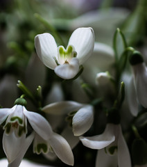 snowdrops first spring flowers tenderness