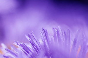 purple daisy petals, soft focus, close-up, spring background