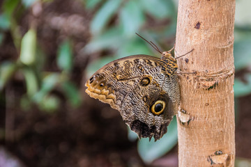 Fototapeta premium Butterfly on Tree