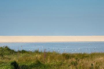Fototapeta na wymiar seagulls on the beach of Esmoriz in Portugal