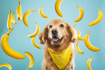 Golden Retriever dog with many yellow bananas