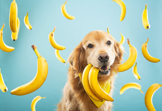 Golden Retriever dog with many yellow bananas
