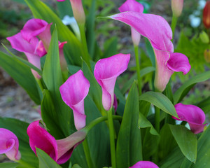 Lavender Calla Lilies in a Garden in Belleville, Illinois