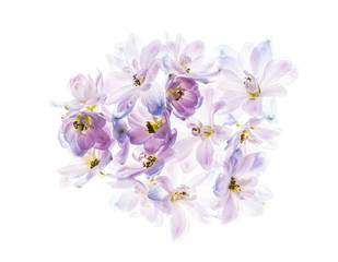 Fototapeta na wymiar delphinium flowers on the white backgrund