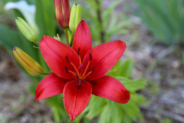 Bright Red Lily in the Garden in Belleville, Illinois
