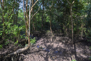 Fototapeta premium Mangrove en Thailande