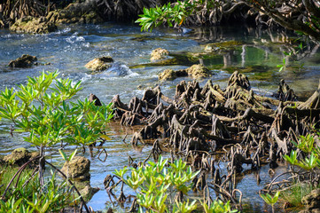 Mangrove en Thailande