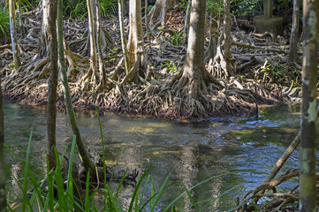 Mangrove en Thailande
