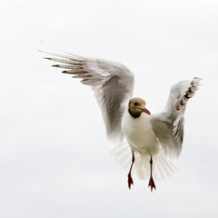 Obraz premium close up of a white gull with brown head in flight isolated