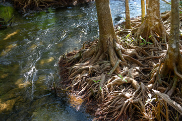 Mangrove en Thailande