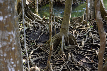 Mangrove en Thailande