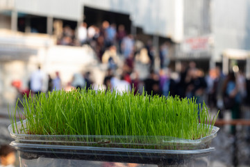 Grass is grown in a rectangular box. There is soil in the box.
