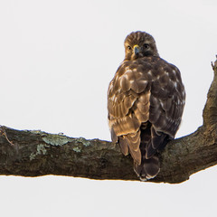 Perched Hawk on Tree