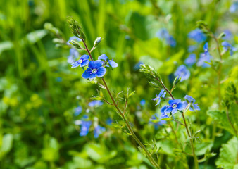 a beautiful forest blue flower grows among the grass