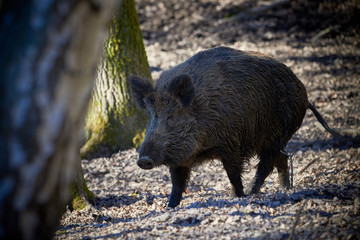 Central Europe Wild Boar in the Forest (Sus Scrofa)