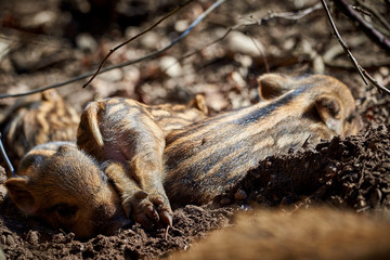 Central Europe Wild Boar Piglets Sleeping (Sus Scrofa) © Adrian 