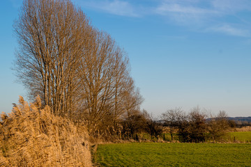 Dutch winter polder landscape