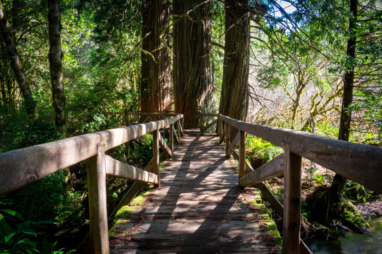 Wooden Bridge In Redwood Forest