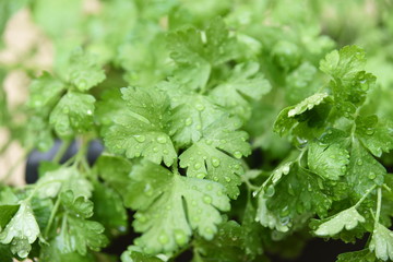 parsley leaves spice wet green leaves with water droplets on a blurred garden background. Focus concept. Space for text. Floral