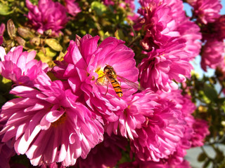 Pink chrysanthemums flowers and hoverfly 