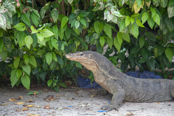  Komodo dragon