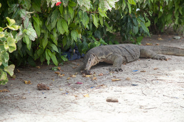  Komodo dragon