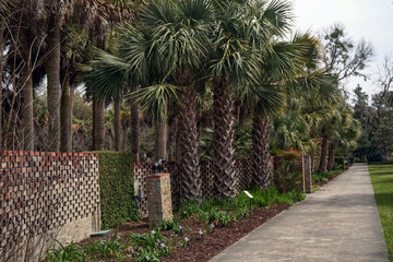 garden walkway lined by palm trees