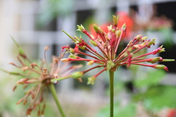 wet green leaves garden flower with water droplets on a blurred garden background. Focus concept. Space for text. Floral
