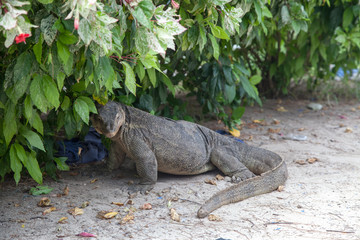  Komodo dragon