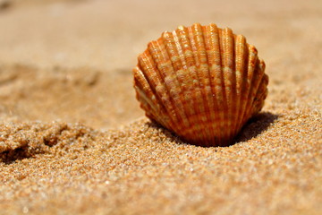 shell on the beach