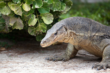  Komodo dragon